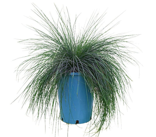 Festuca Glauca M22_0