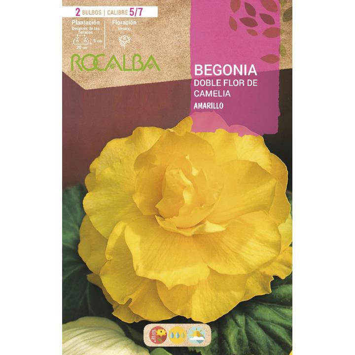 Bolbo de Begónia de flor dupla, Camélia amarela, 2 unidades (5/7)