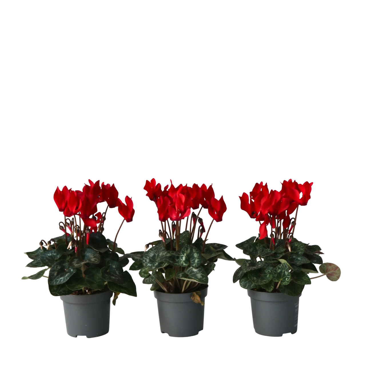 Violeta De Persia - 6 Pzs - Cyclamen 'winfall Scarlet' - Altura 10-20cm - ⌀9cm_0