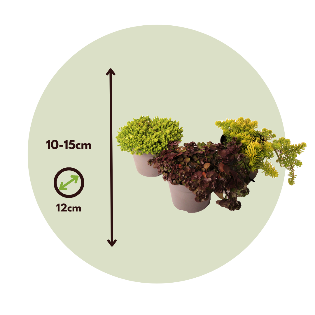 Sedum De Colores - 3 Pzs - Sedum Reflexum - Altura 10-15cm - ⌀12cm_2