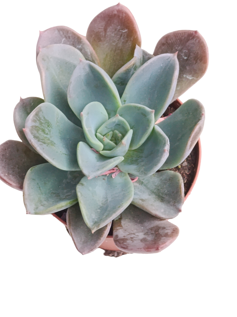 Echeveria Blue Prince Ø8 Planta Suculenta De Sol_0