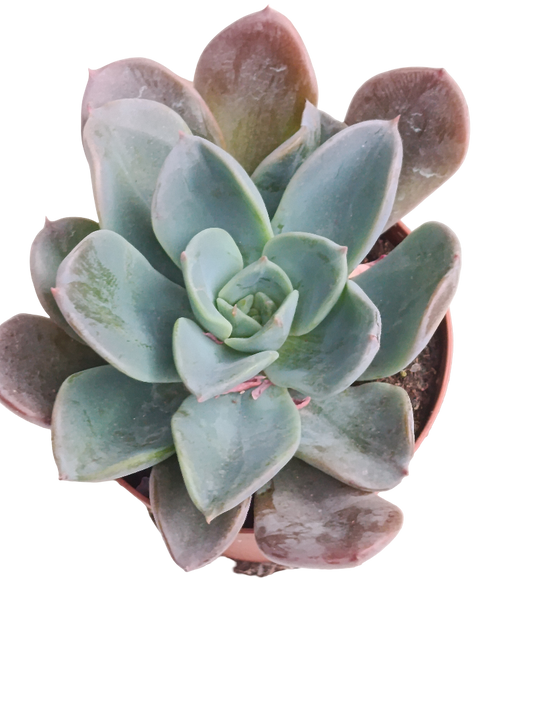 Echeveria Blue Prince Ø8 Planta Suculenta De Sol_0