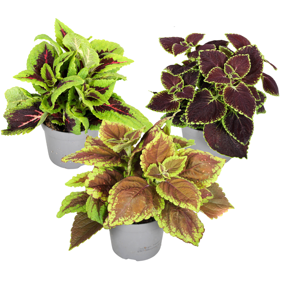 Coleus - 3 Pzs - Plectranthus Scutellarioides - Altura 25-40cm - ⌀13cm_0