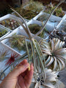 Tillandsia Duratii, Planta De Casa, Tillandsias