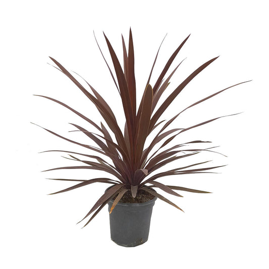 Cordyline Red Star M20 80cm_0