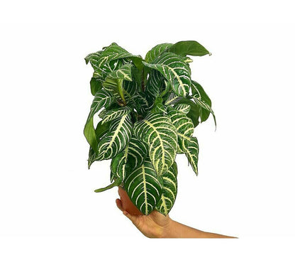 Aphelandra Squarrosa M13 25cm (planta Cebra)_1