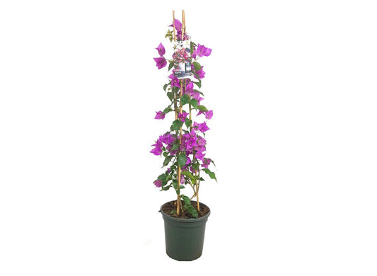 Bouganvillea Pirámide Variado M20 90cm_0