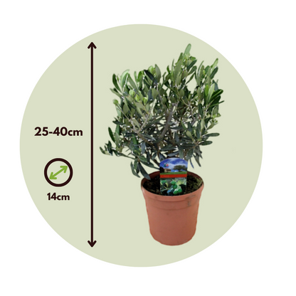 Olivo - 2 Pzs - Olea Europaea - Altura 25-40cm - ⌀14cm_2