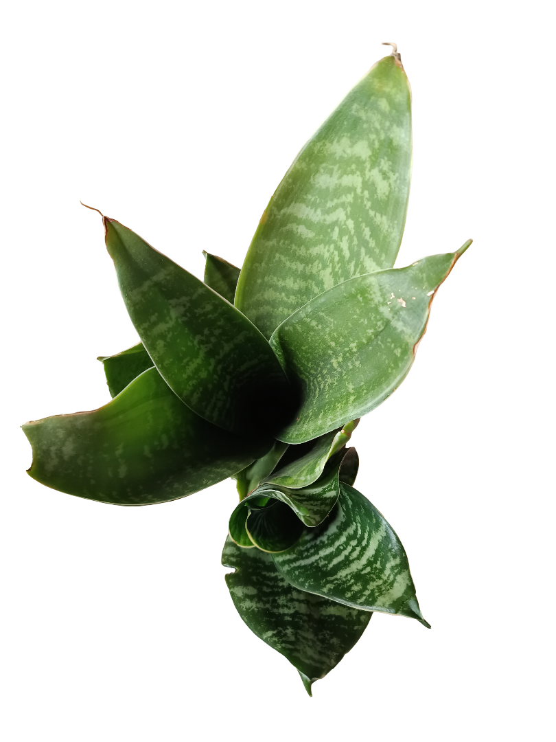 Sansevieria Hahnii Zeylanica Mini Ø6_0