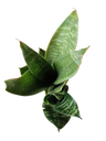 Sansevieria Hahnii Zeylanica Mini Ø6