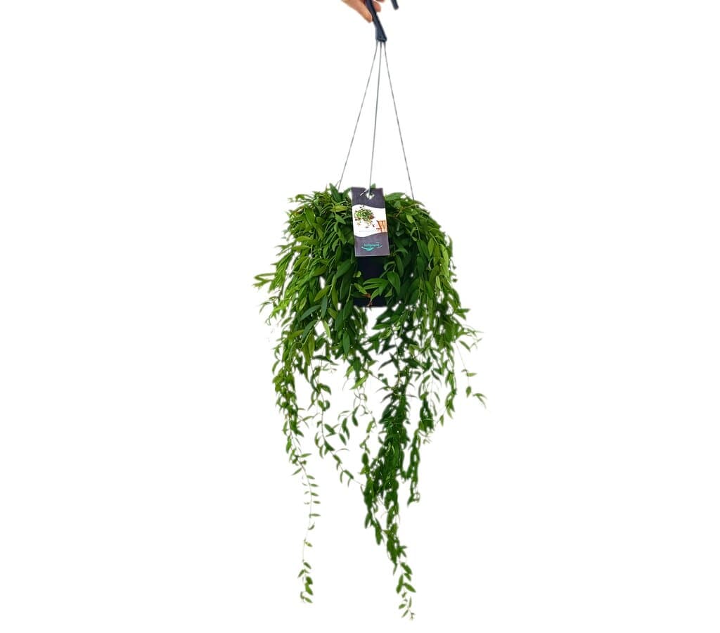 Aeschynanthus Japhrolepis M17_0