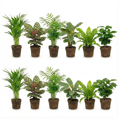 Plantas De Interior Purificadoras De Aire - Set De 12_0