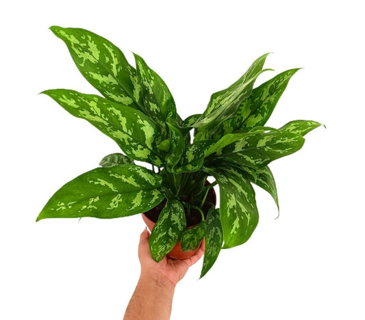 Aglaonema Maria M14 35cm_0