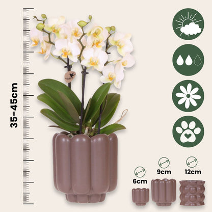 Set De Regalo Orquídea 'white Tray Xl' - Phalaenopsis - Altura 35cm_2