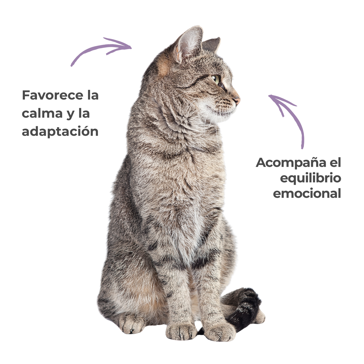 Antiestrés natural para perros y gatos – Serenidad ECO – 100 g_4