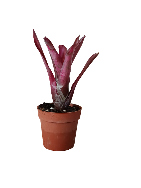 Neoregelia Olens X Marble Throat Planta Bromelia Para Terrarios E Inteior_0