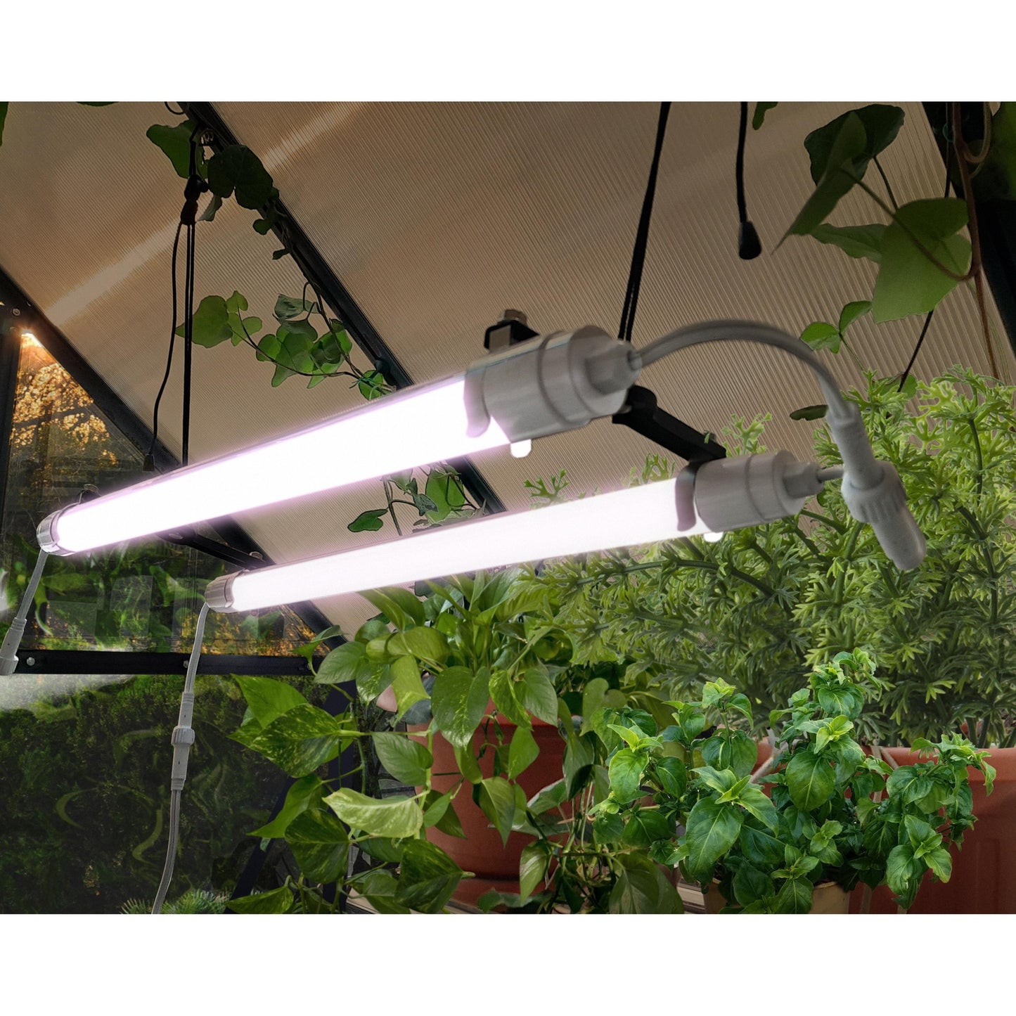 Luz de cultivo LED de espectro completo Brighton 