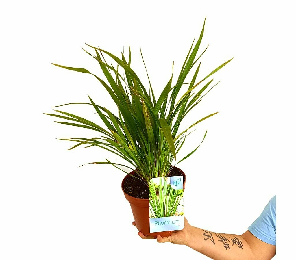 Phormium Tenax M17 30cm_0