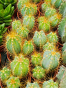 Pilosocereus Pachycladus, Cacto Azul Jovem Planta