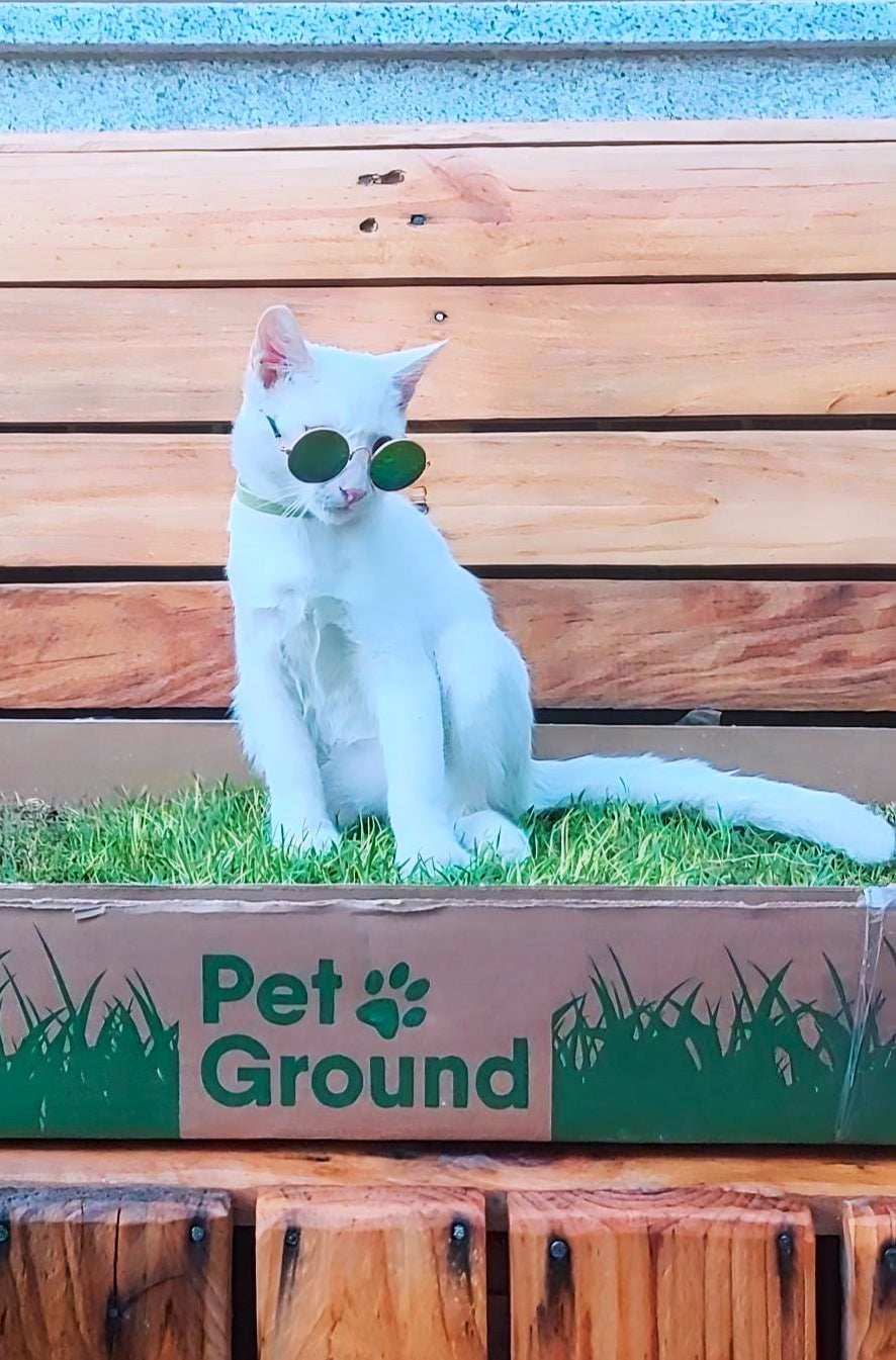 Petground, Arenero Para Gatos, Cama De Césped Natural, Hierba Gatera, Alfombra Olfativa S: 62 X 40 Cm_4