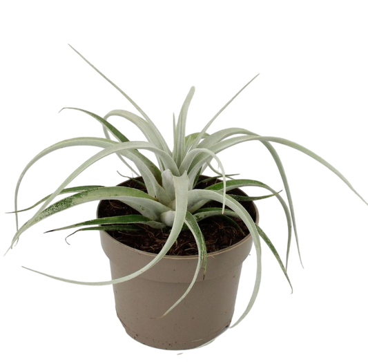 Tillandsia Xerographica Xs Clavel De Aire Planta Natural_0