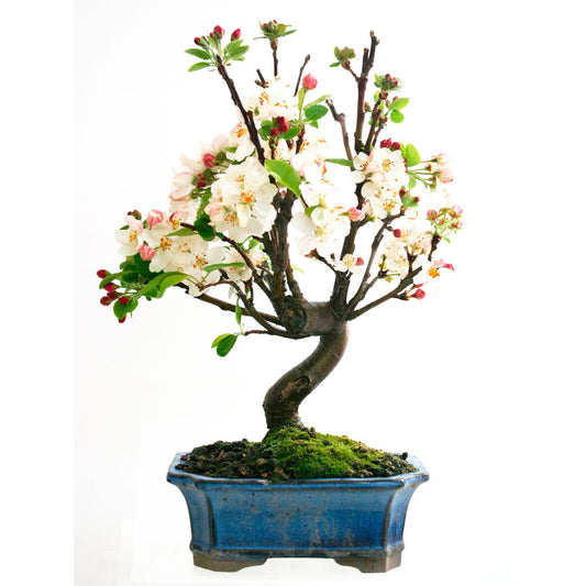 Bonsai Malus sp. 7 anos MACIEIRA