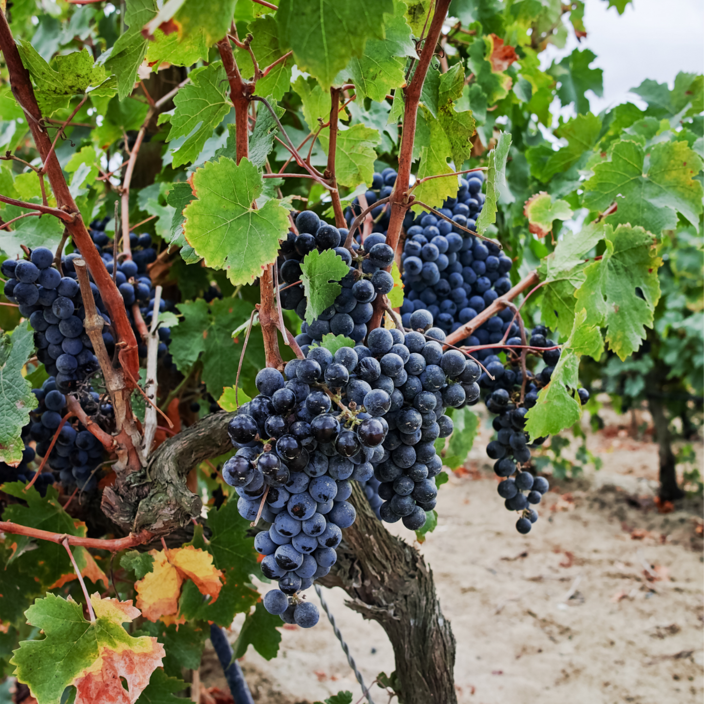 La Vid - 3 Pzs - Vitis Vinifera 'cabernet Franc' - Altura 25-40cm - ⌀9cm_1