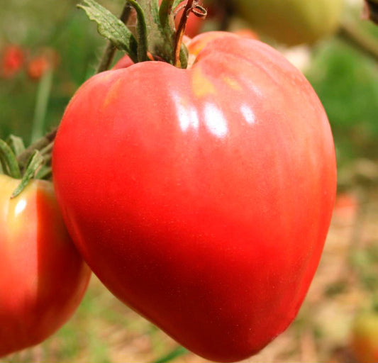 Semillas Tomate Corazón De Buey Ecológicas_0