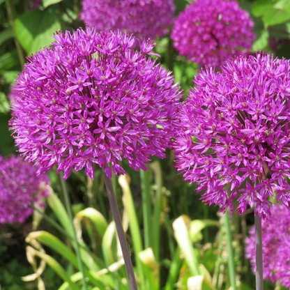 Allium Morado - 3 Pzs - Allium 'millenium' - Bulbos De Flores - Púrpura_1