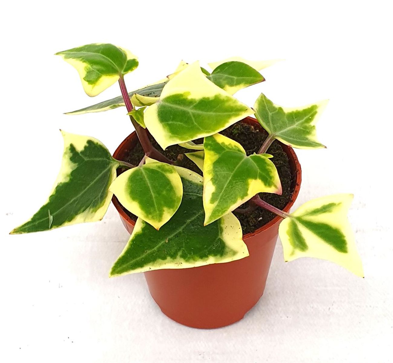 Planta Natural Hiedra suculenta Senecio Macroglossus 'variegatus' 1 Ud Ø 5.5 Alt. 11_0