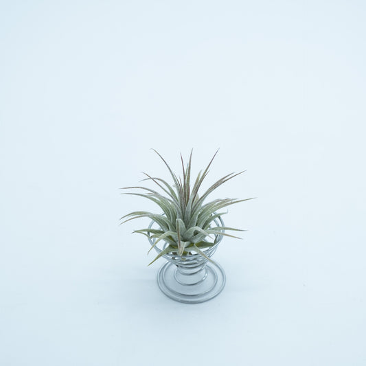 Tillandsia Ionantha Prata