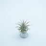 Tillandsia Ionantha Prata