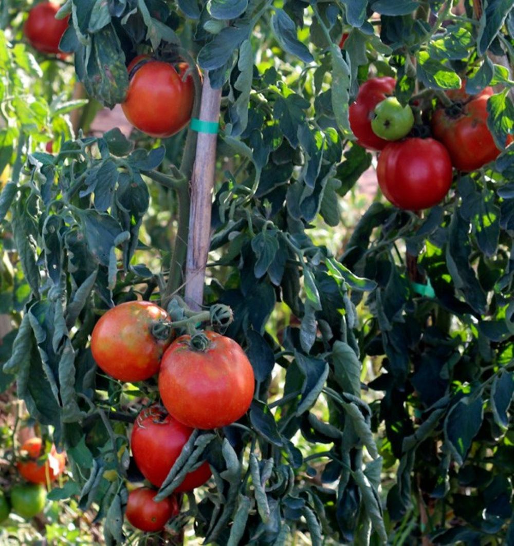 Caja De Tomates Valencianos Tropitop Caja De 3kg_4