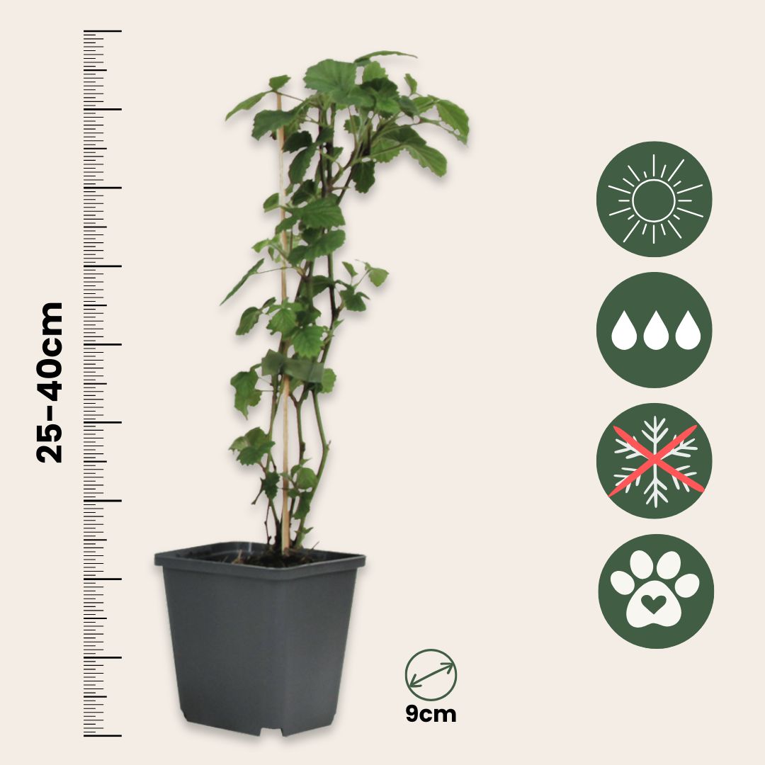 Trompetera - 3 Pzs - Brugmansia - Altura 25-40cm - ⌀9cm_2