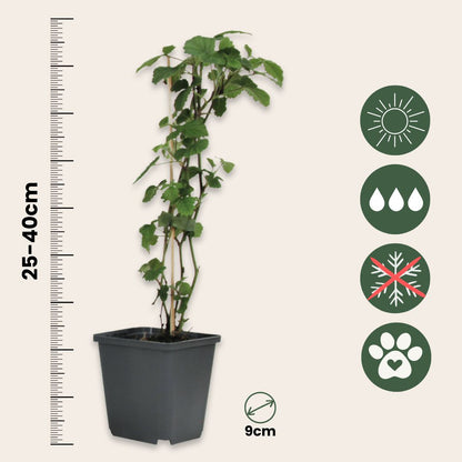Trompetera - 6 Pzs - Brugmansia - Altura 25-40cm - ⌀9cm_2