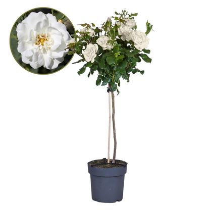 Rosa De Tallo - Rosa Palace ‘kailani' - Altura 80-100cm - ⌀19cm_0
