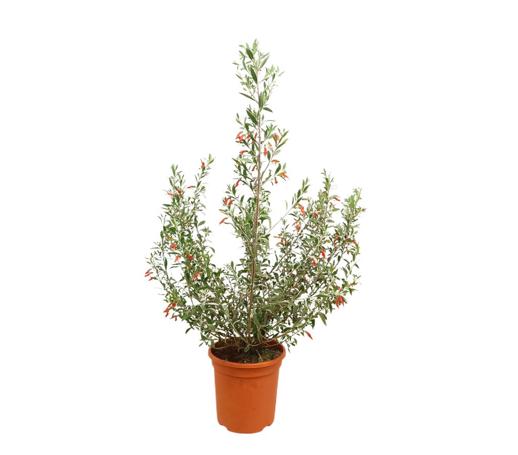 Eremophila Glabra Red M24 100cm_0