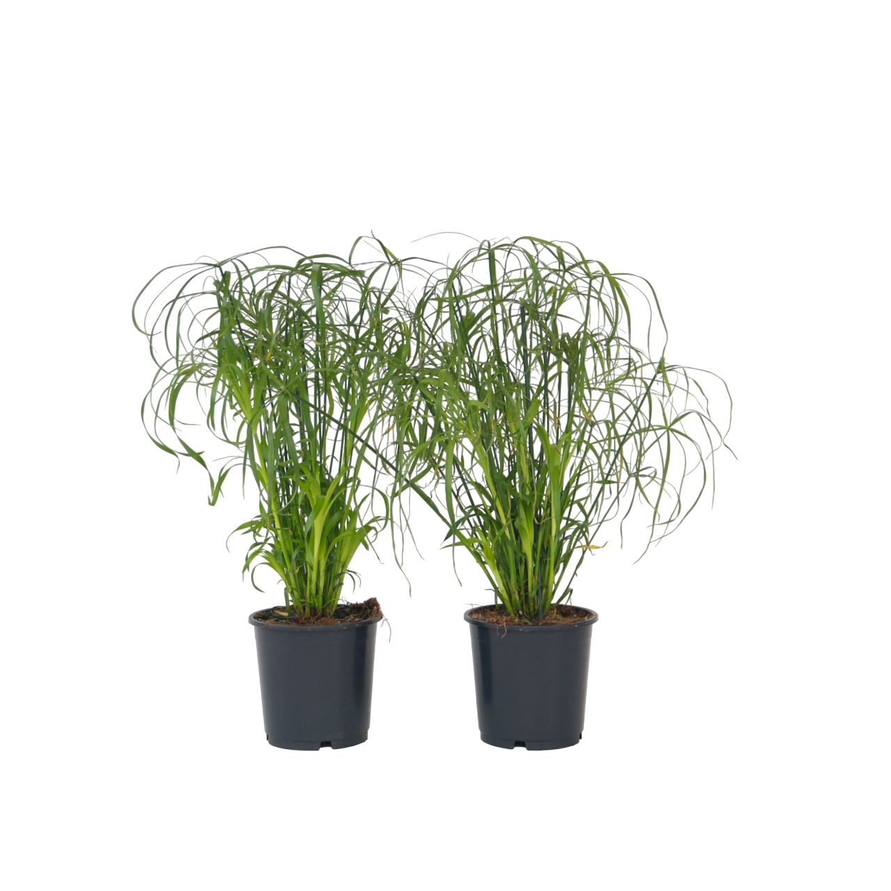 Planta Paraguas - 4 Pzs - Cyperus Alternifolius - Altura 40-50cm - ⌀14cm_0