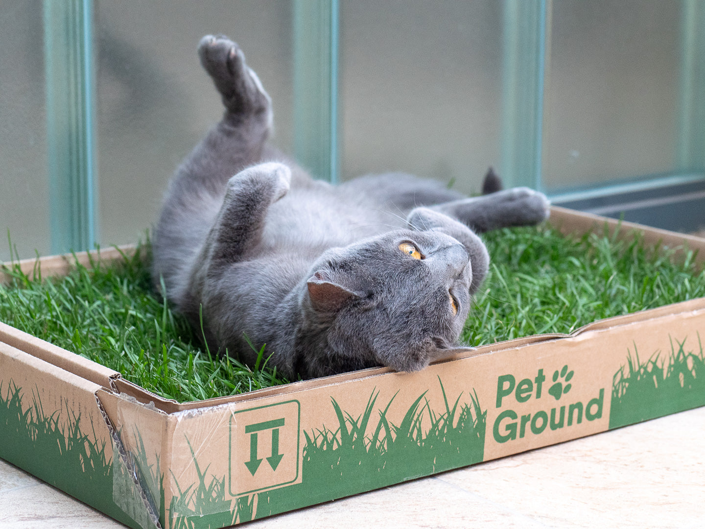 Petground, Arenero Para Gatos, Cama De Césped Natural, Hierba Gatera, Alfombra Olfativa S: 62 X 40 Cm_3