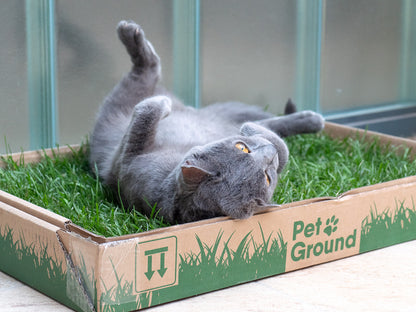 Petground, Arenero Para Gatos, Cama De Césped Natural, Hierba Gatera, Alfombra Olfativa S: 62 X 40 Cm_3