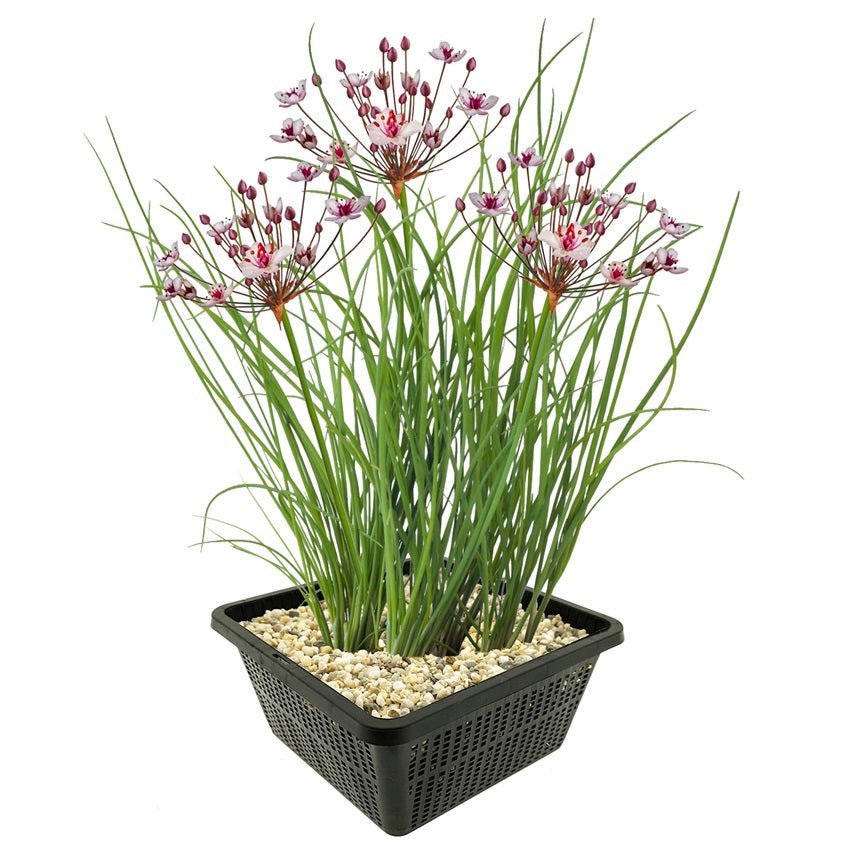 Junco Florido Planta Ribera Estanque - Floración Rosa - Resistente - 8 Uds_0