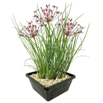 Junco Florido Planta Ribera Estanque - Floración Rosa - Resistente - 8 Uds_0