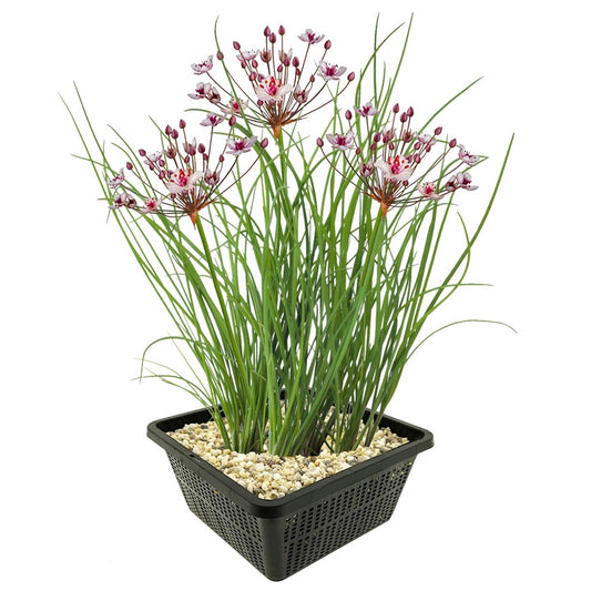 Junco Florido Planta Ribera Estanque - Floración Rosa - Resistente - 8 Uds_0