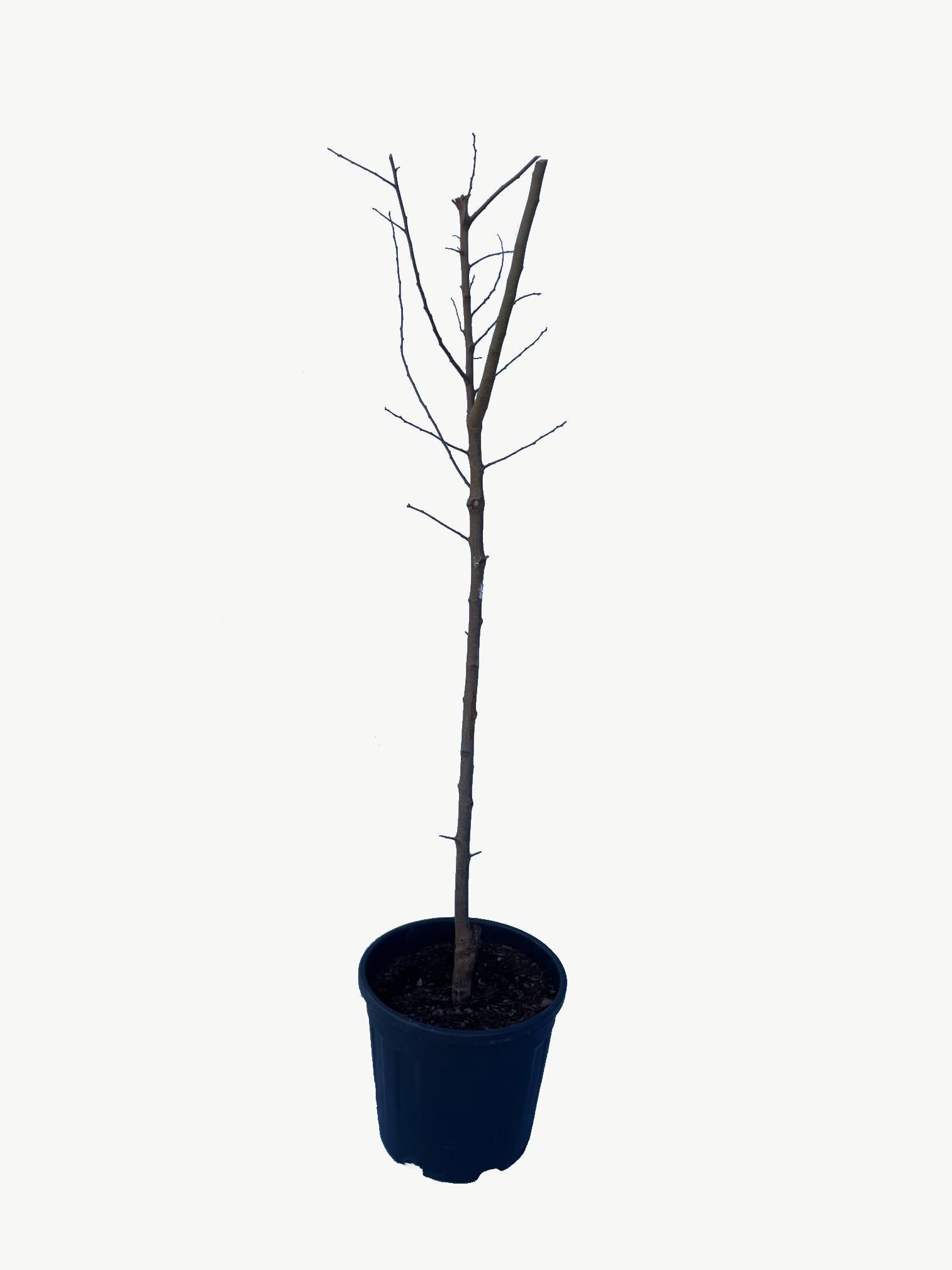 Frutal Ciruelo Reina Claudia - Planta Natural - Maceta 26cm. - Altura Aprox. 120/150_2