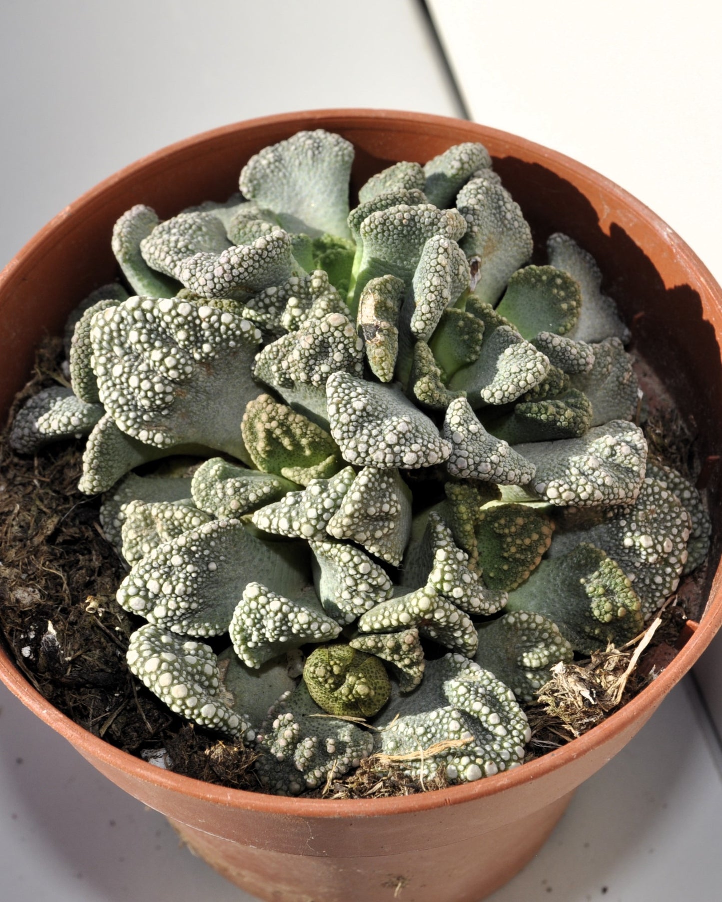 Fenestraria Rhopalophylla Subsp. Rhopalophylla M8.5 (planta Ventana [mediana]); Curiosarium; Maceta 8,5 Cm_1