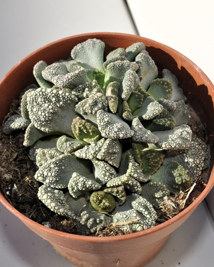Fenestraria Rhopalophylla Subsp. Rhopalophylla M8.5 (planta Ventana [mediana]); Curiosarium; Maceta 8,5 Cm_1