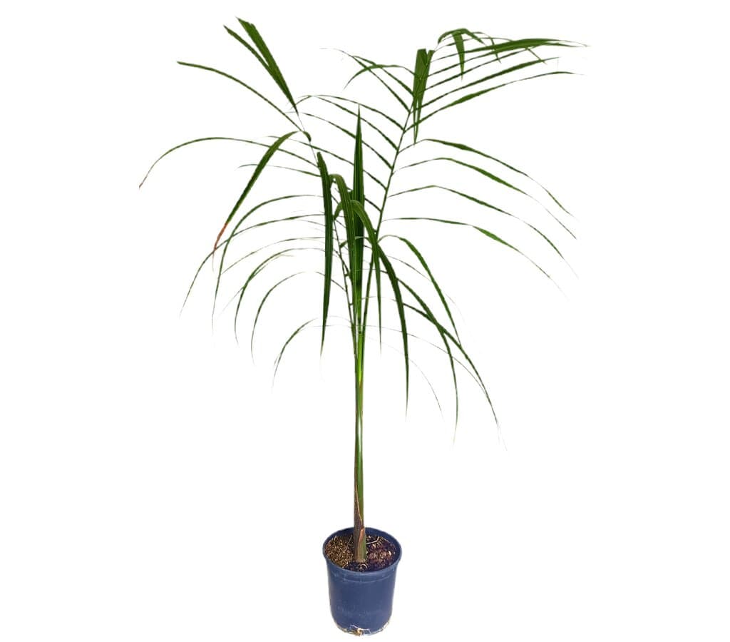 Roystonea Regia M19 100cm_0