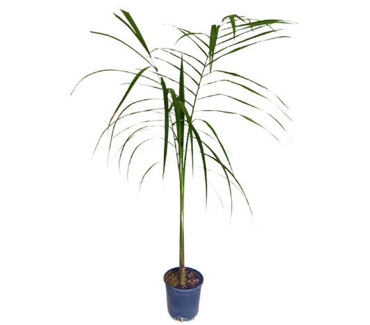 Roystonea Regia M19 100cm_0