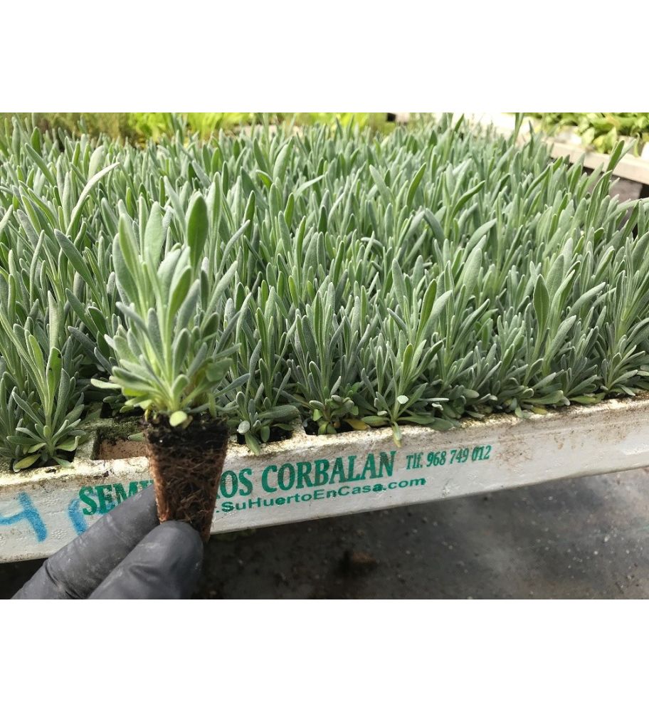 Plantón Lavanda Angustifolia (10 Unidades)_1