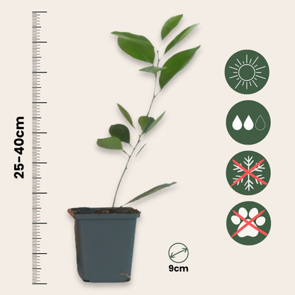 Naranjo - 3 Piezas - Citrus Mitis Calamondin - Altura 25-40cm - ⌀9cm_2